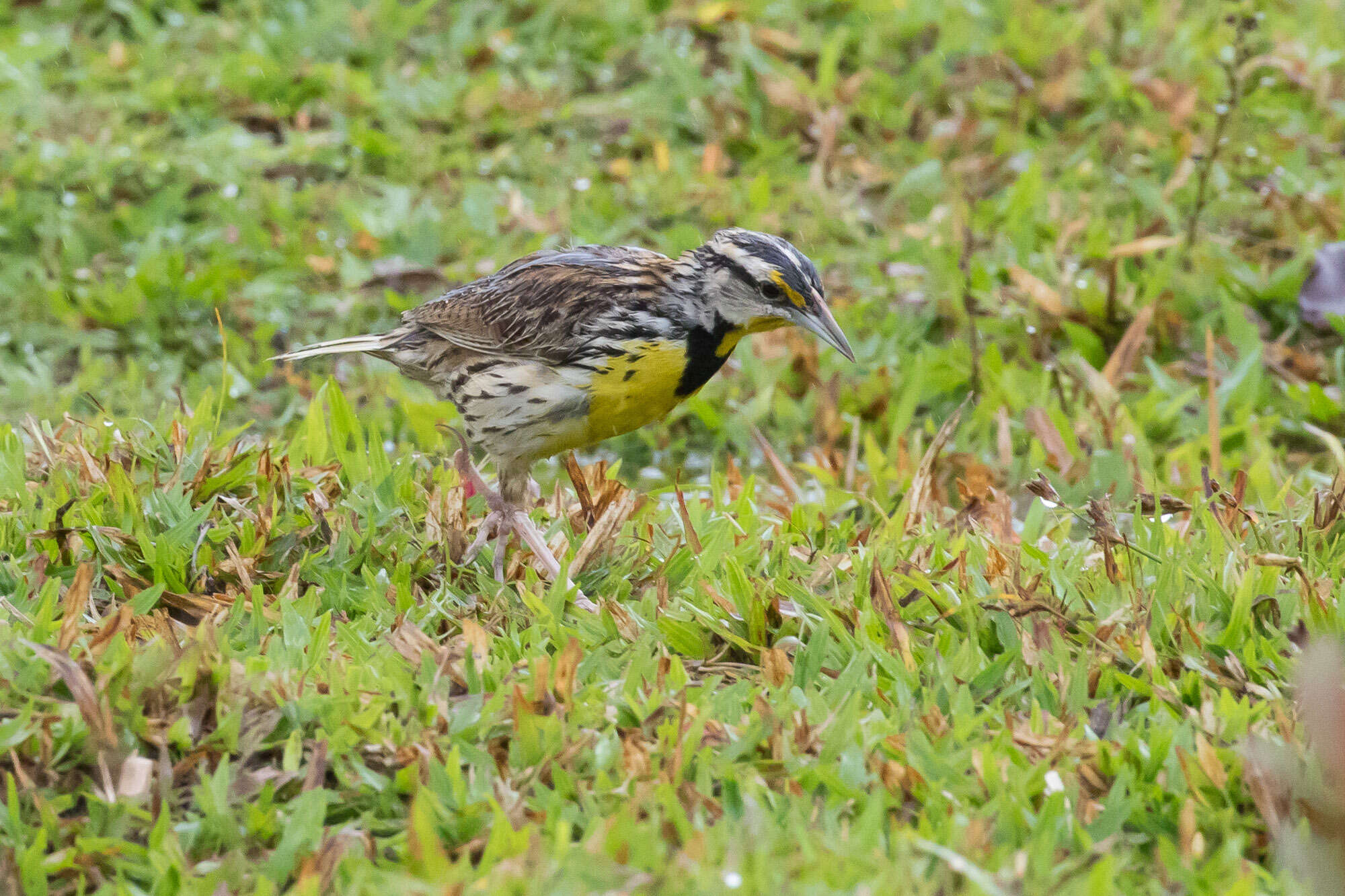 Слика од Sturnella magna (Linnaeus 1758)