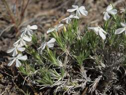 Imagem de Phlox hoodii subsp. canescens (Torr. & Gray) Wherry