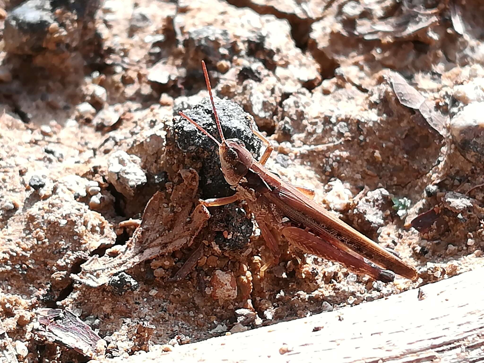 Orphulella pelidna (Burmeister & H. 1838) resmi