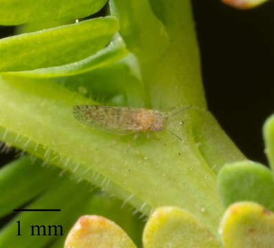 Image of Acacia Psyllid