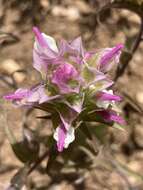 Plancia ëd Orthocarpus cuspidatus subsp. cuspidatus