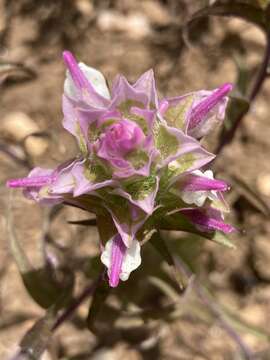 Imagem de Orthocarpus cuspidatus subsp. cuspidatus