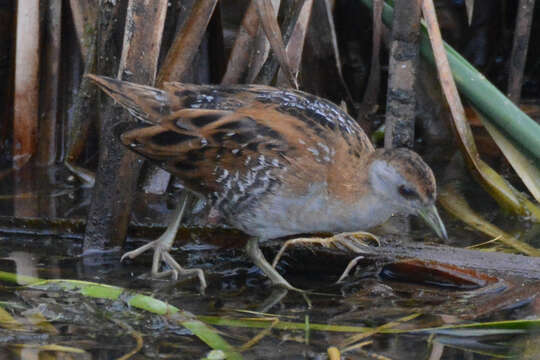 Image of Baillon's Crake