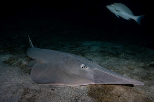 Image of Common Shovelnose Ray