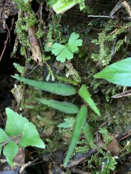 Image of Begonia xiphophylla Irmsch.