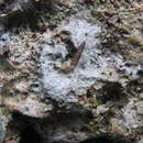 Image of Brachypodella speluncae (Morelet 1852)