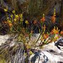 Image of Erica situshiemalis E. G. H. Oliv. & Pirie