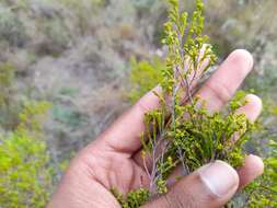 Image de Erica zeyheriana (Klotzsch) E. G. H. Oliver