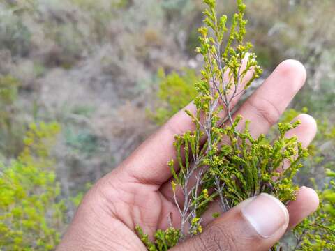 Image de Erica zeyheriana (Klotzsch) E. G. H. Oliver