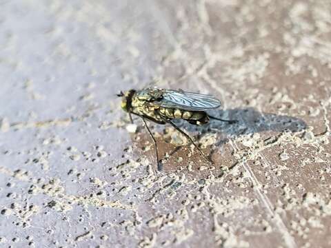 Image of Long-legged fly