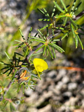 Plancia ëd Gompholobium tomentosum Labill.