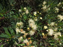 Myrceugenia lanceolata (Juss. ex Jaume St.-Hil.) Kausel resmi