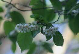 Image of Styrax glabrescens Benth.