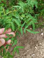 Image of Texas barberry