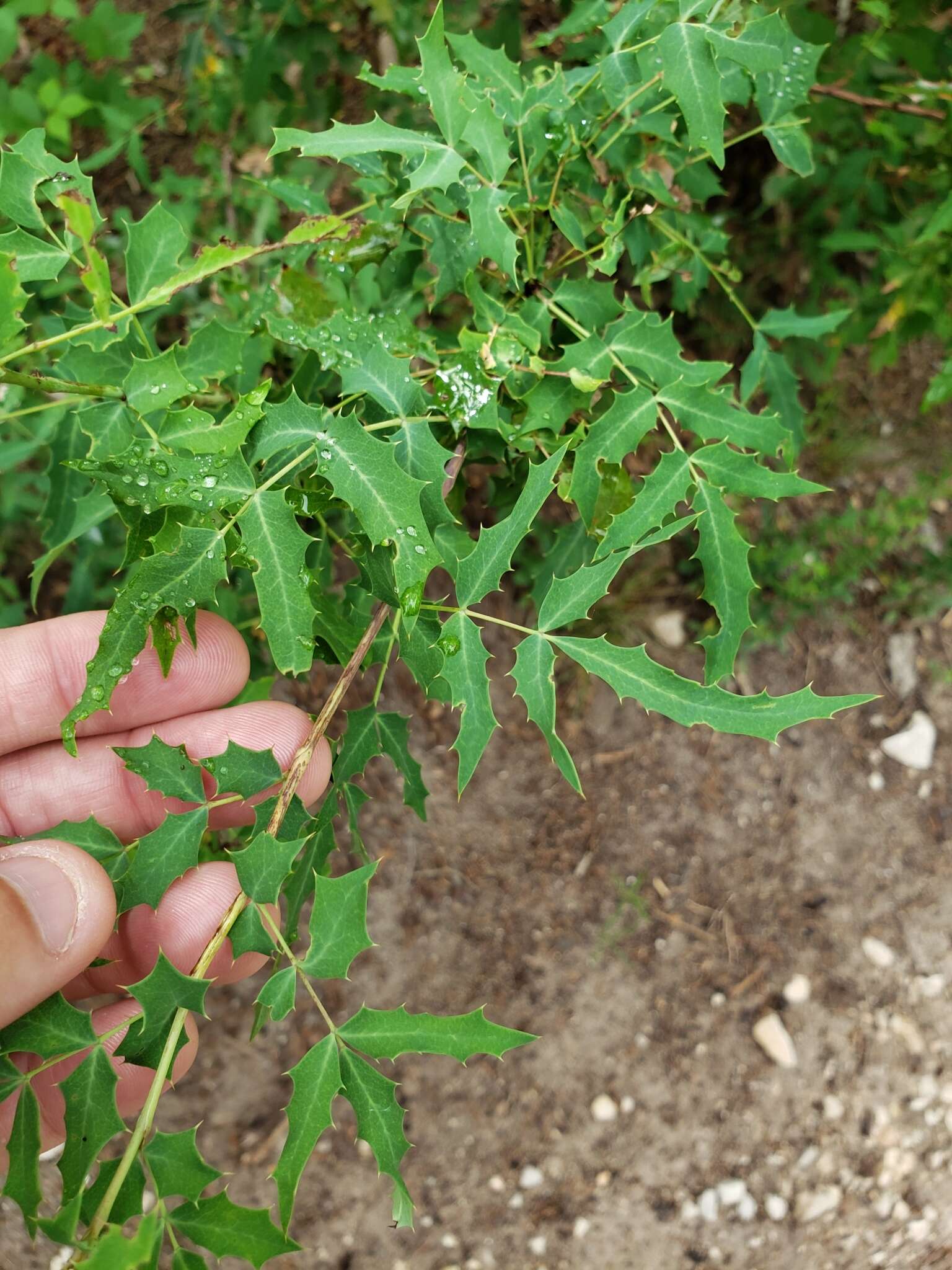 Image of Texas barberry