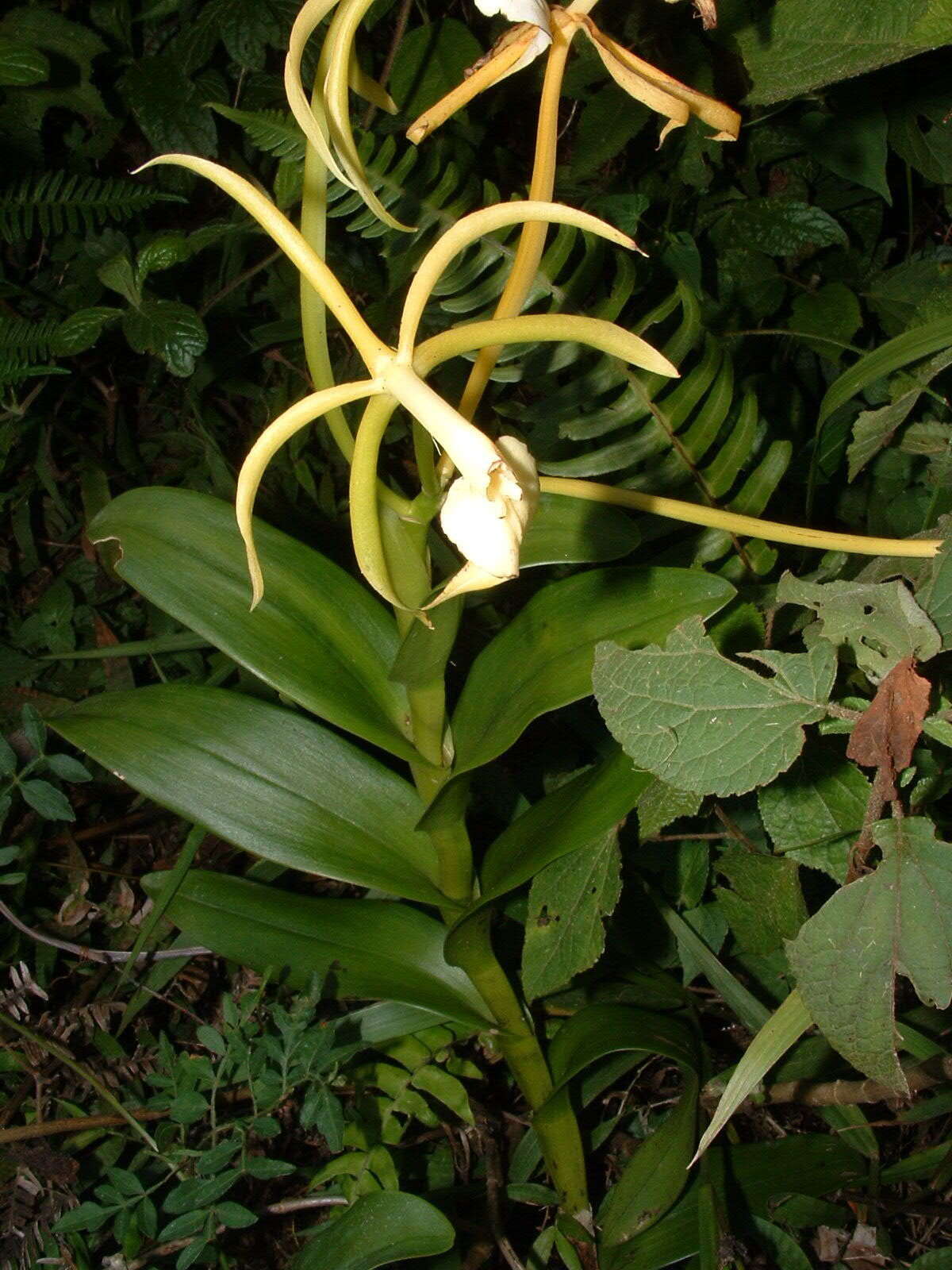 Image of Epidendrum lacustre Lindl.