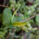 Image of Ophioglossum austroasiaticum Nishida