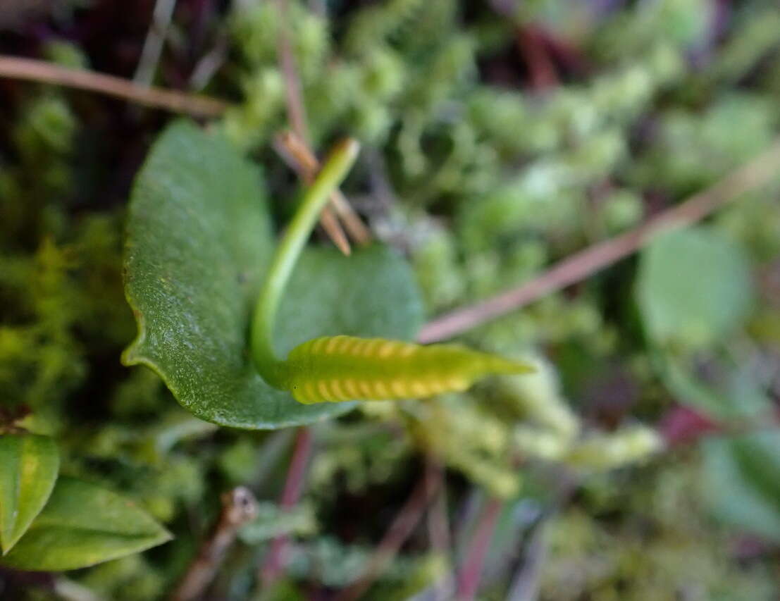 Image of Ophioglossum austroasiaticum Nishida