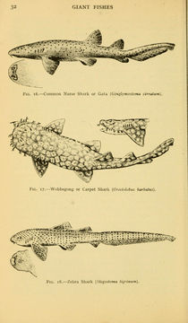 Image of Japanese Wobbegong