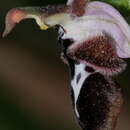 Image of Ophrys reinholdii subsp. reinholdii