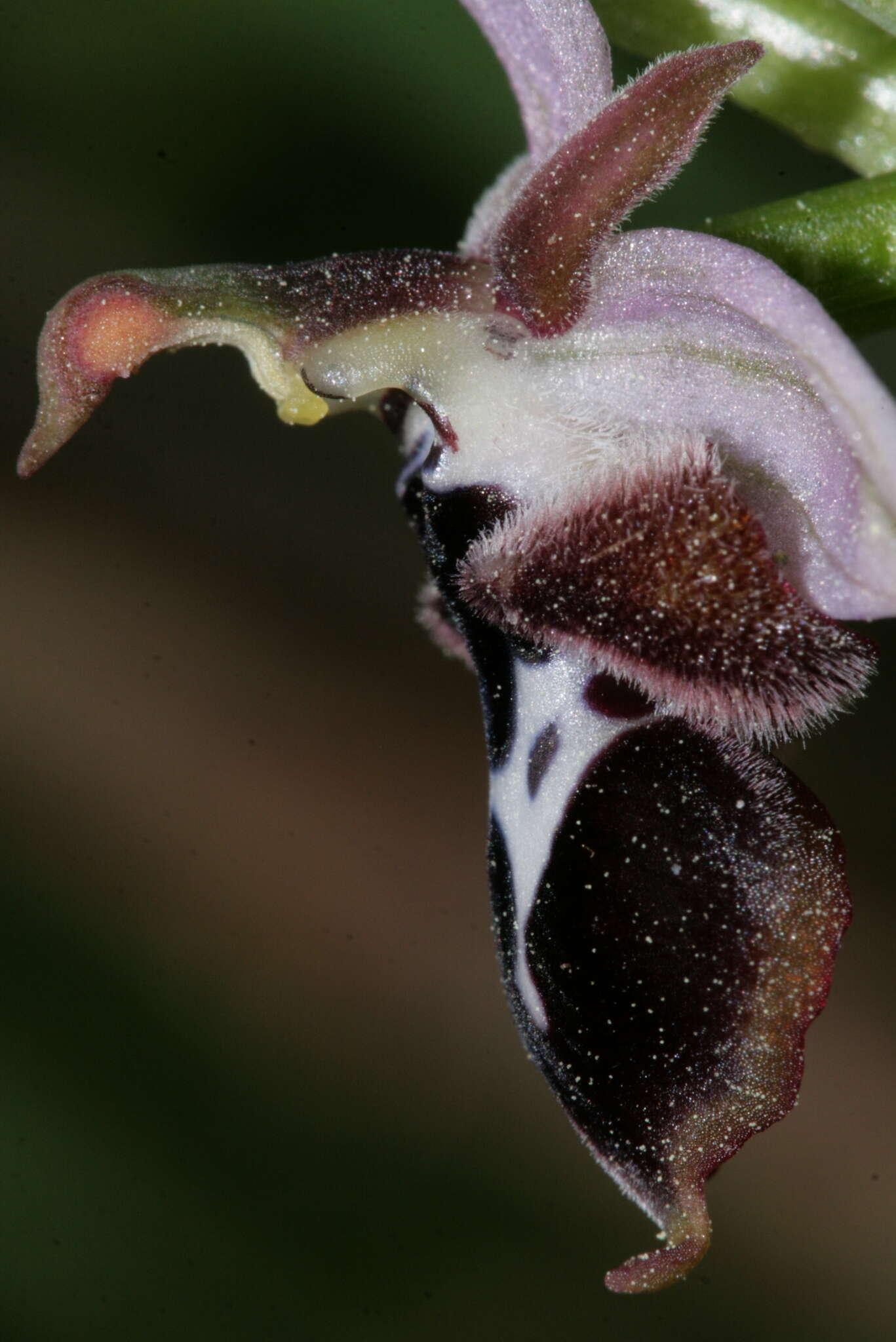 Image of Ophrys reinholdii subsp. reinholdii