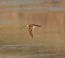 Gallinago nigripennis Bonaparte 1839 resmi