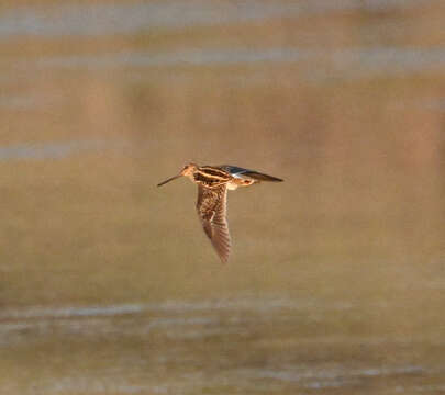 Gallinago nigripennis Bonaparte 1839 resmi