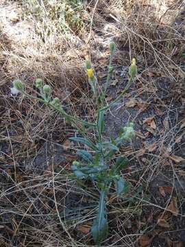 Plancia ëd Crepis marschallii (C. A. Mey.) Sch. Bip.