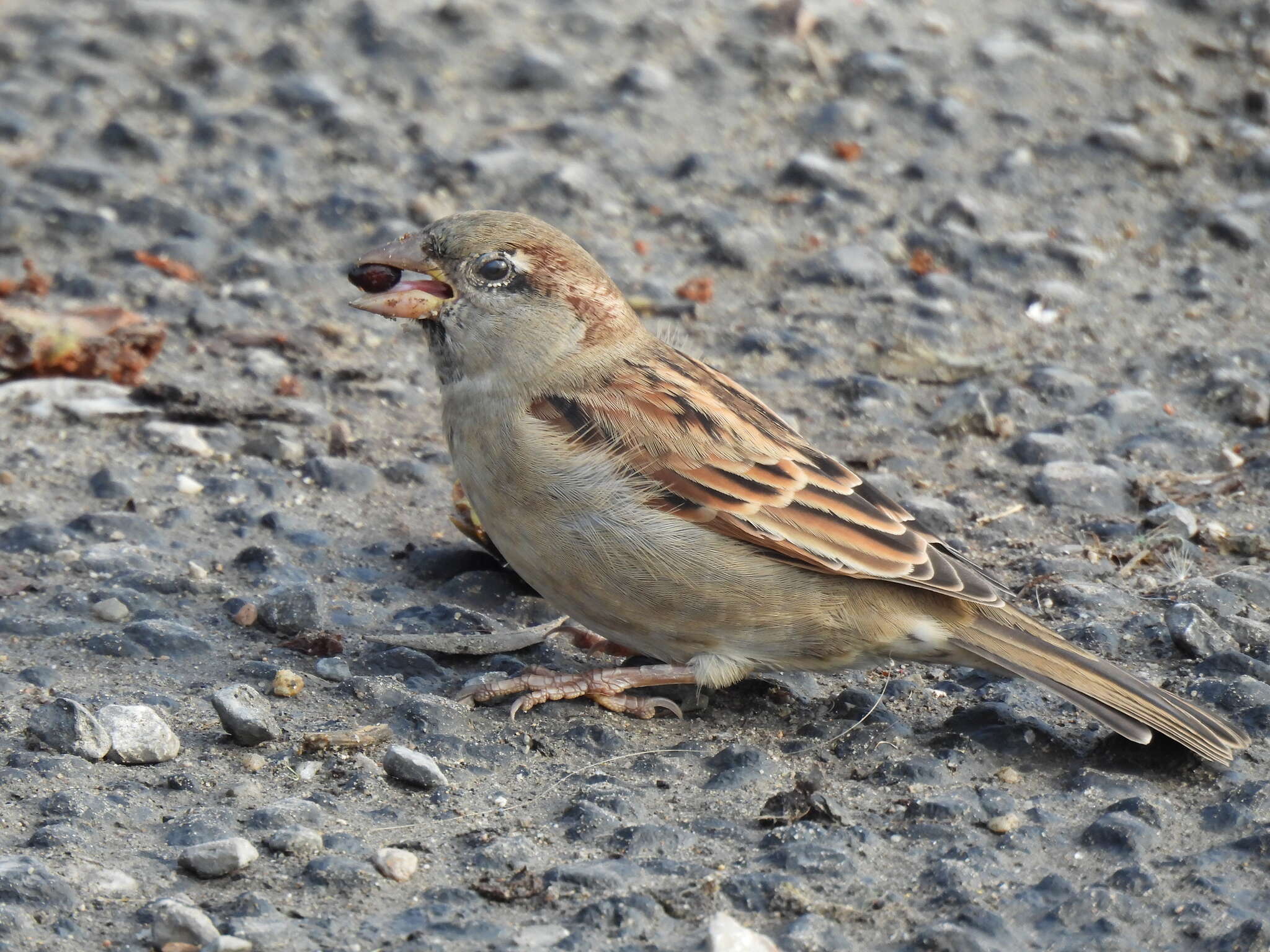 صورة Passer domesticus balearoibericus Jordans 1923