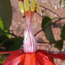 Image of Passiflora cristalina Vanderpl. & Zappi