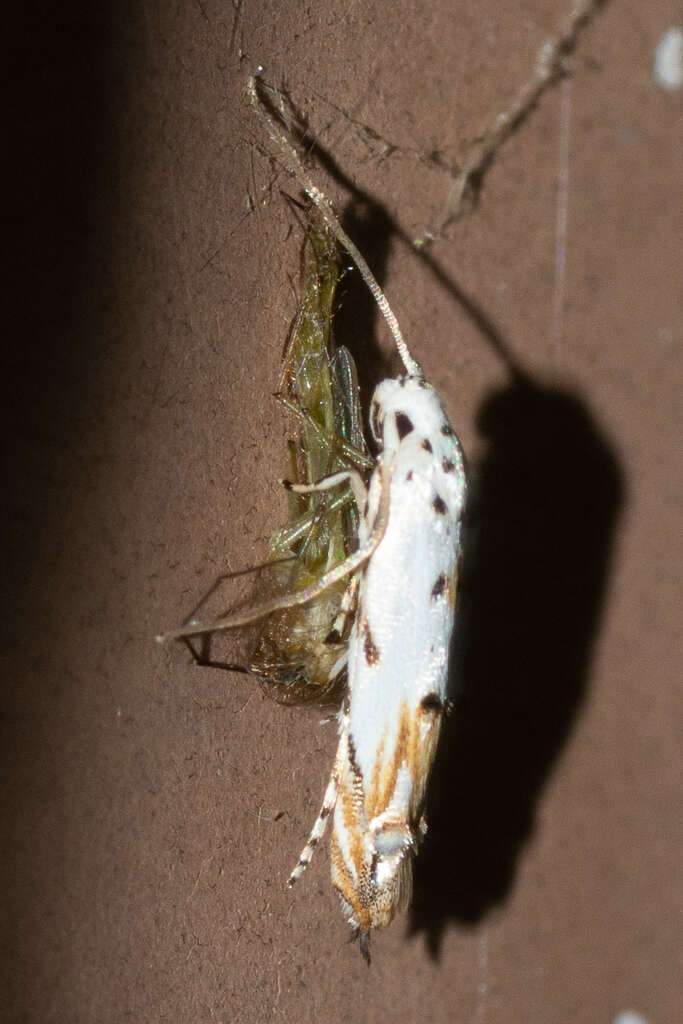 Image of Red-streaked Mompha