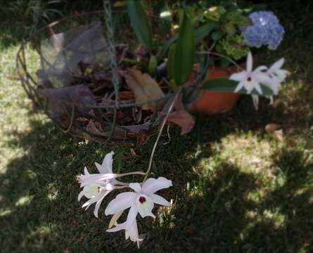 Image of pale laelia