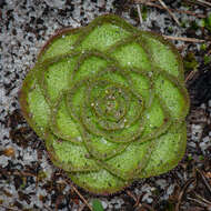 صورة Drosera zonaria Planch.