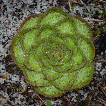 Image of Drosera zonaria Planch.