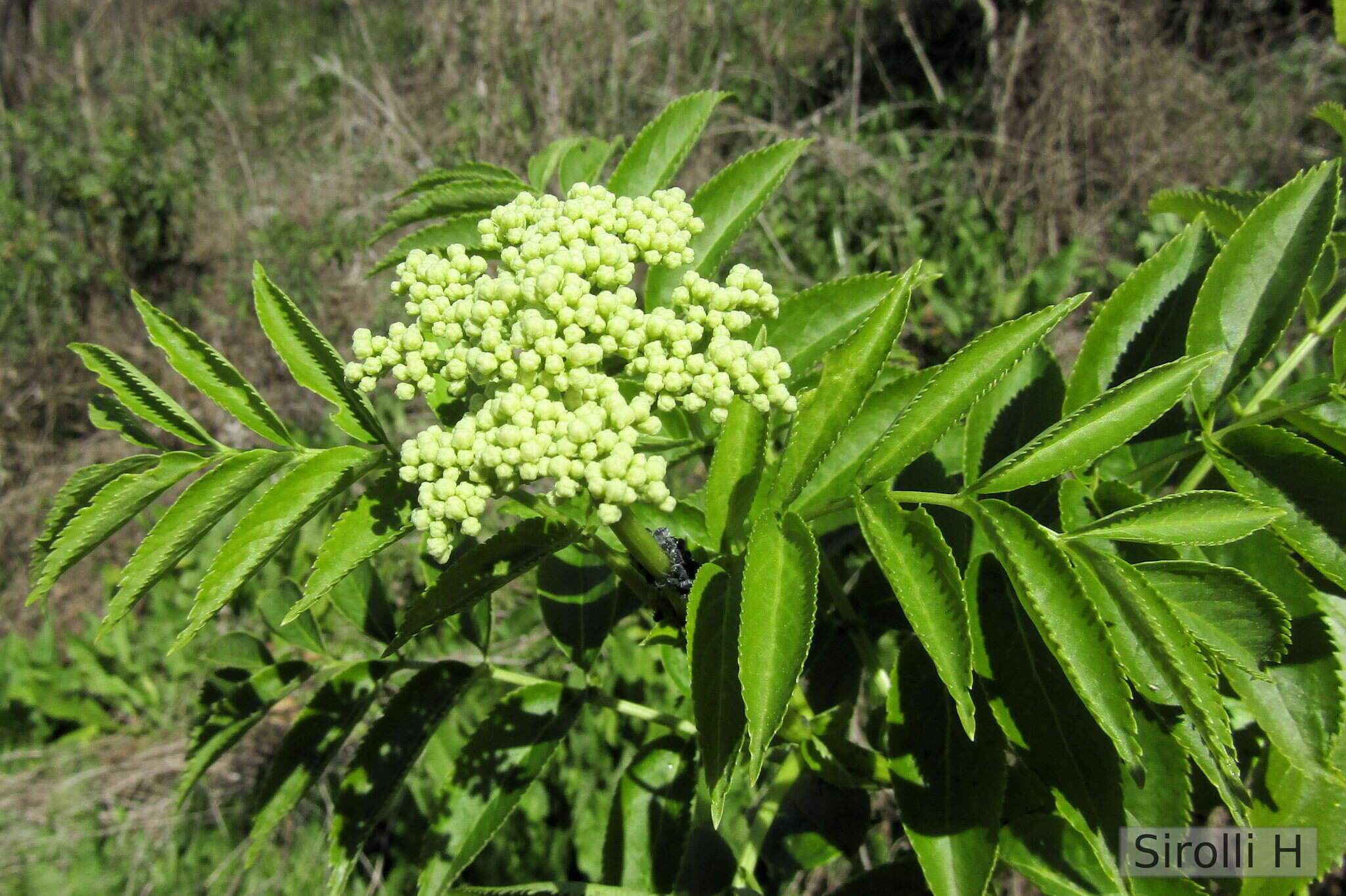 Image of Sambucus australis Cham. & Schltdl.