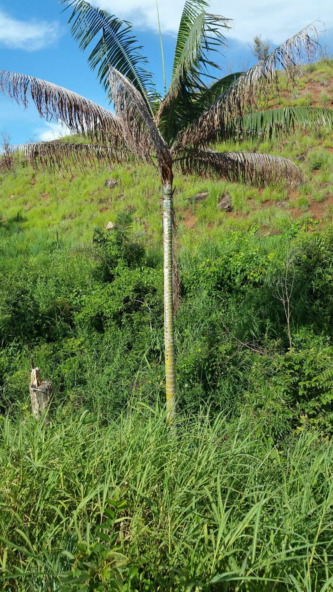 Image of Dypsis leptocheilos (Hodel) Beentje & J. Dransf.