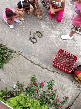 Image of Shropshire's Puffing Snake