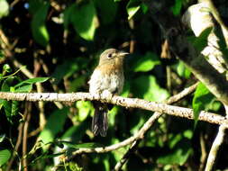 Image of Rusty-breasted Nunlet