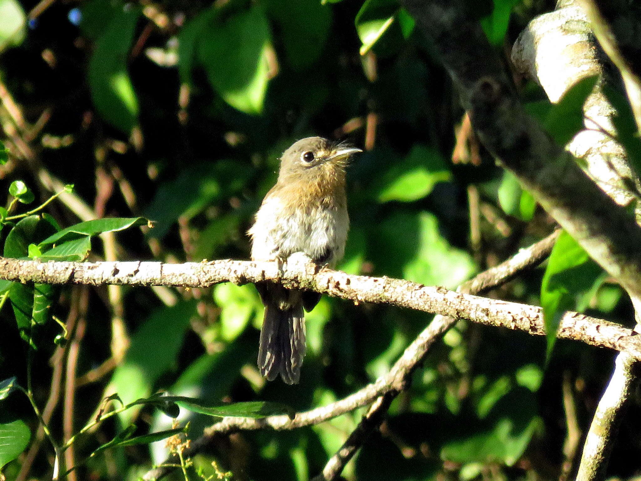 Imagem de Nonnula rubecula (Spix 1824)