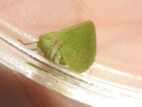 Image of Green Coneheaded Planthopper