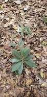 Image de Illicium floridanum Ellis