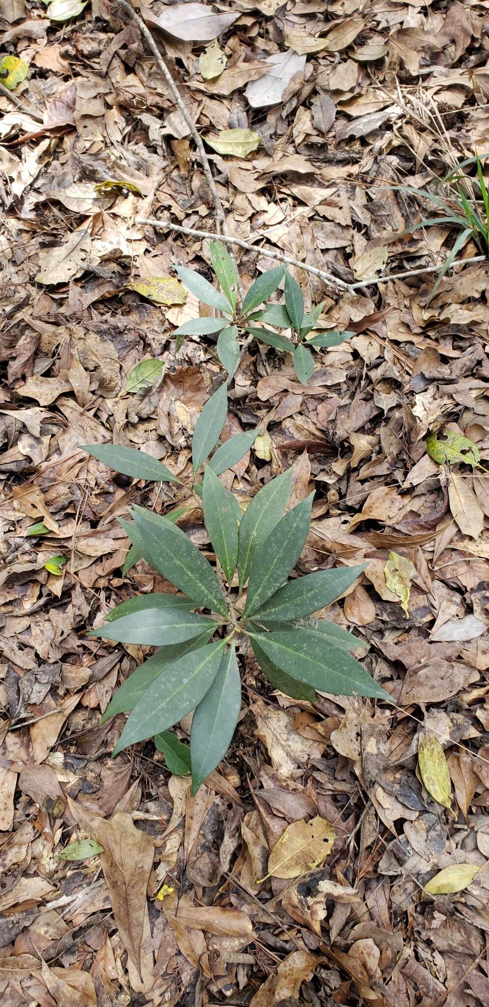 Image de Illicium floridanum Ellis