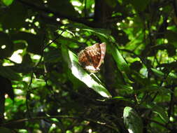 Image of Charaxes durnfordi Distant 1884