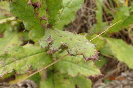 Image of Berkheya echinacea subsp. echinacea