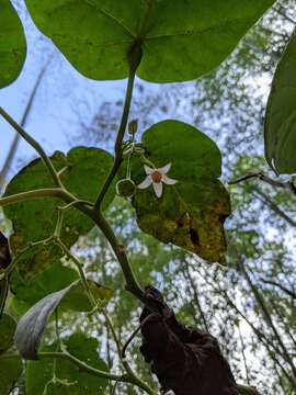 Image of Tamarillo