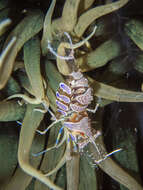 Image of shrimp retainer