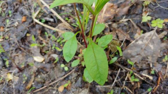 Image of Deam's beardtongue