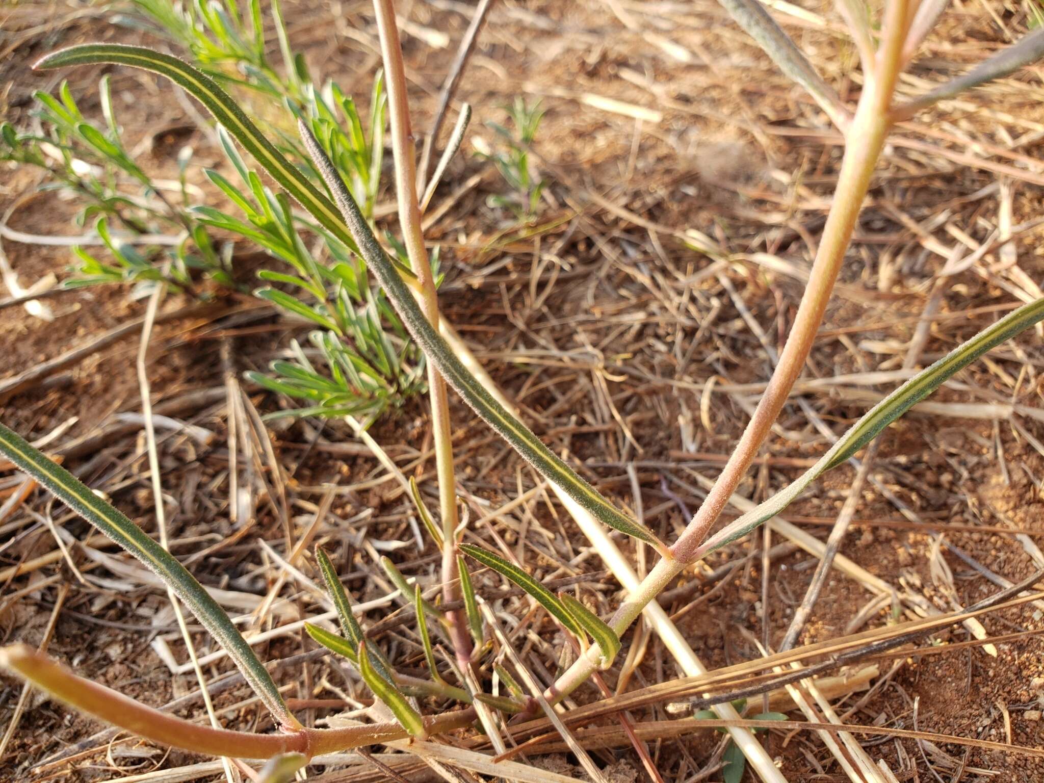 Image of Asclepias fournieri R. E. Woodson