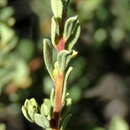 Image de Diospyros pubescens Pers.