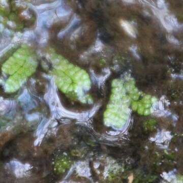 Image of Marchantia macropora Mitt.